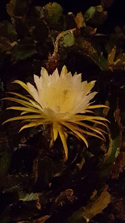 Bruma Isabella Corralejo Bagian luar foto